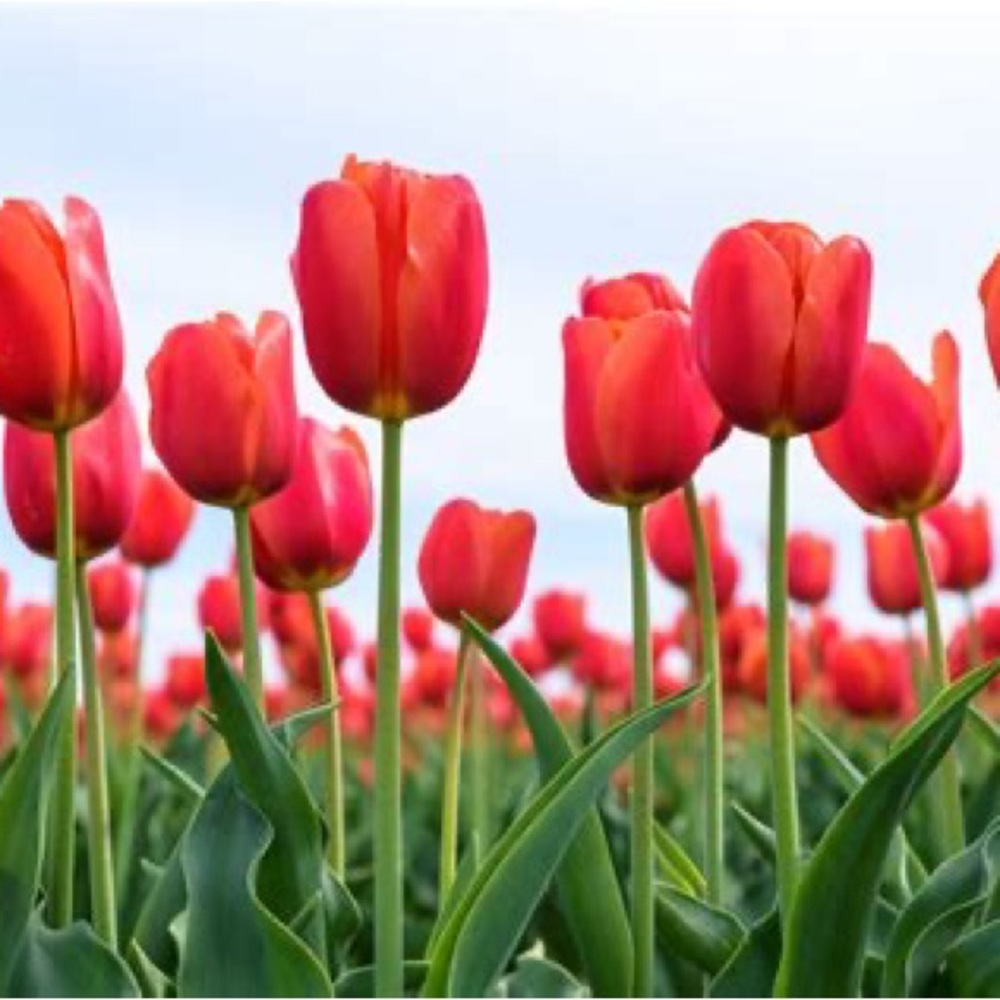spring